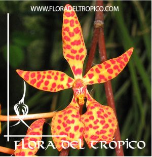 Orquidea Renanthera monachica Comprar - Tienda Flora del Tropico