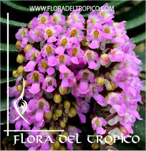 Orquidea Schoenorchis fragans Comprar - Tienda Flora del Tropico