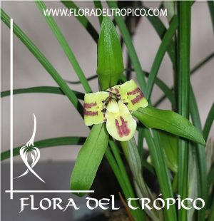 Orquidea cymbidium goeringii Comprar - Tienda Flora del Tropico