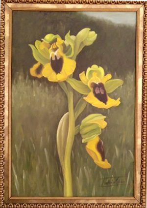ophrys lutea pintura oleo original
