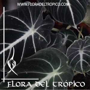 Alocasia reginula Black Velvet Comprar - Tienda Flora del Tropico