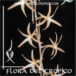 Orquidea Aerangis seegeri Comprar - Tienda Flora del Tropico