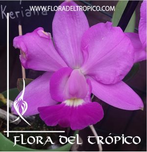 Orquidea Cattleya walkeriana Comprar - Tienda Flora del Tropico