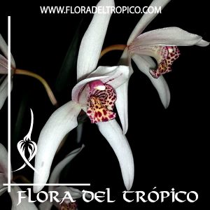 Orquidea Cymbidium formosanum x erythrostylum Comprar - Tienda Flora del Tropico
