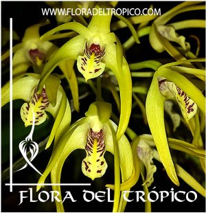 Orquidea Dendrobium Hilda Poxon Comprar - Tienda Flora del Tropico