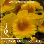 Orquidea Dendrobium chrysotoxum Comprar - Tienda Flora del Tropico