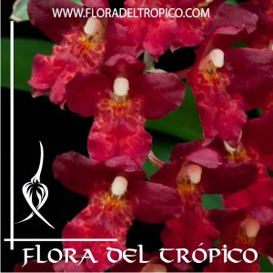Orquidea Howeara lava burst1 Comprar - Tienda Flora del Tropico