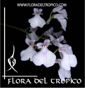 Orquidea Ionopsis utricularioides Comprar - Tienda Flora del Tropico