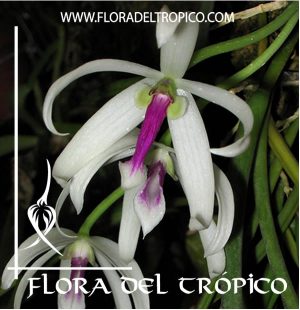 Orquidea Leptotes bicolor Comprar - Tienda Flora del Tropico