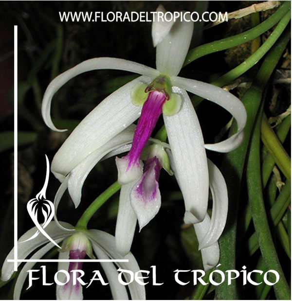 Leptotes bicolor | FLORA DEL TROPICO – TIENDA –