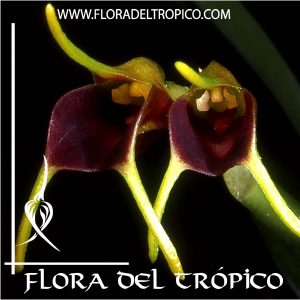 Orquidea Masdevallia bicolor Comprar - Tienda Flora del Tropico