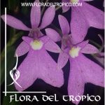 Orquidea Oerstedella centradenia Comprar - Tienda Flora del Tropico