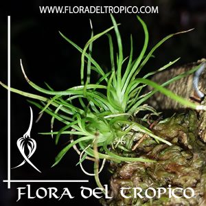 Orquidea Phymatidium falcifolium Comprar - Tienda Flora del Tropico