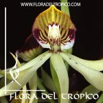 Orquidea Prosthechea cochleata Comprar - Tienda Flora del Tropico