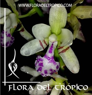 Orquidea Sedirea japonica Comprar - Tienda Flora del Tropico