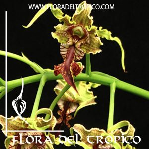 Orquidea Dendrobium spectabile