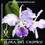 Orquidea cattleya jenmanii var. coerulea