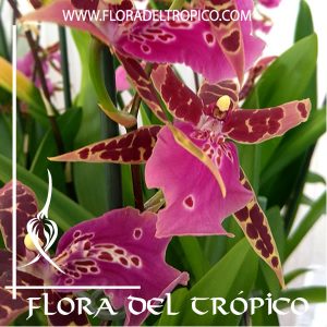 Orquidea Bratonia Shelob Tolkien Comprar - Tienda Flora del Tropico