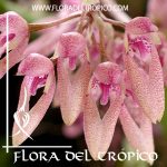 Orquidea Bulbophyllum dentiferum Comprar - Tienda Flora del Tropico