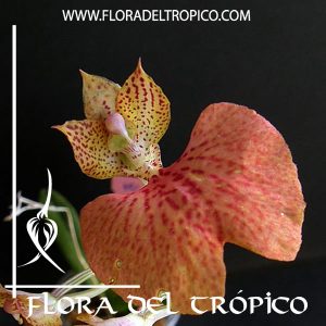 Orquidea Comparettia macroplectron x speciosa Comprar - Tienda Flora del Tropico