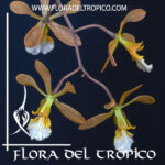 Encyclia aspera