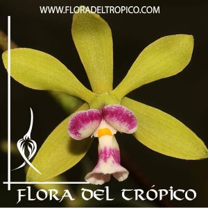 Orquidea Encyclia mooreana