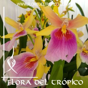 Orquidea Miltonia Sunset Comprar - Tienda Flora del Tropico