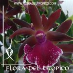 Orquidea Zygopetalum Louisendorf Comprar - Tienda Flora del Tropico