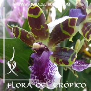 Orquidea Zygopetalum Trozy Blue Comprar - Tienda Flora del Tropico