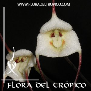 Orquidea Dracula lotax Comprar - Tienda Flora del Tropico