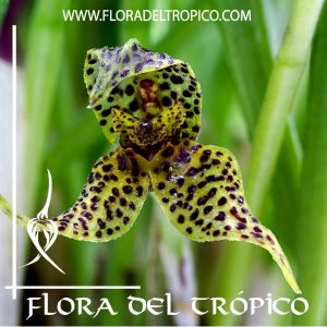 Orquidea Dryadella simula Comprar - Tienda Flora del Tropico