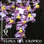Orquidea Oncidium sotoanum Comprar - Tienda Flora del Tropico