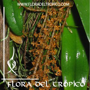 Orquidea Microterangis hariotiana Comprar - Tienda Flora del Tropico