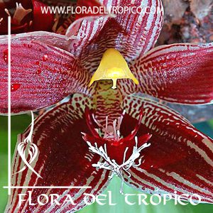 Orquidea Paphinia cristata Comprar - Tienda Flora del Tropico