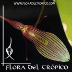 Orquidea Restrepia trichoglossa Comprar - Tienda Flora del Tropico