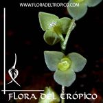 Orquidea Stelis argentata Comprar - Tienda Flora del Tropico