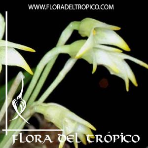 Orquidea Masdevallia minuta Comprar - Tienda Flora del Tropico