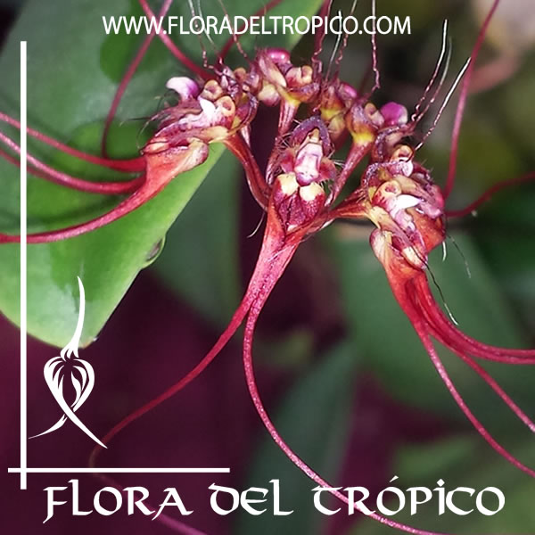 Bulbophyllum gracillimum | FLORA DEL TROPICO – TIENDA –