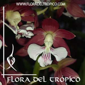 Orquidea Calanthe discolor Comprar - Tienda Flora del Tropico