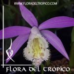 Orquidea Pleione formosana. Tienda Flora del Tropico