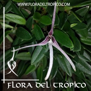 Orquidea Bulbophyllum dolichoglottis Comprar - Tienda Flora del Tropico