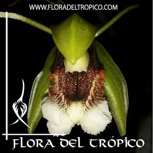 Orquidea Coelogyne speciosa Comprar - Tienda Flora del Tropico
