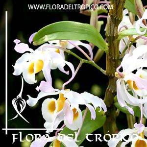 Orquidea Dendrobium signatum Comprar - Tienda Flora del Tropico