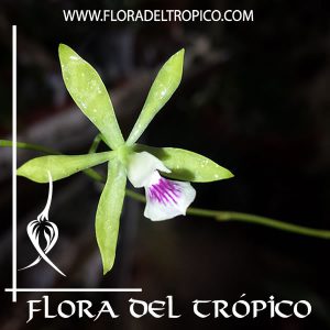 Orquidea Encyclia cajalbanensis Comprar - Tienda Flora del Tropico