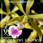 Encyclia ceratistes