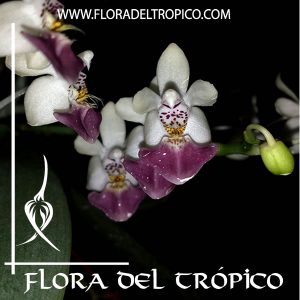 Orquidea Phalaenopsis parishii Comprar - Tienda Flora del Tropico