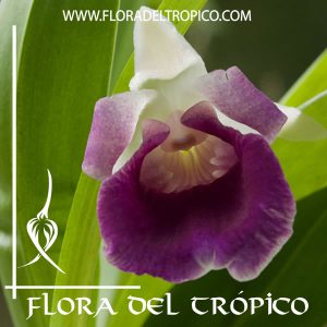 Orquídea-Cochelathes-discolor-comprar.-Tienda-Flora-del-Tropico