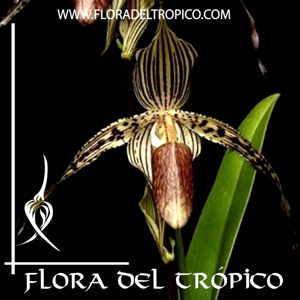 Paphiopedilum rothschildianum | FLORA DEL TROPICO – TIENDA –