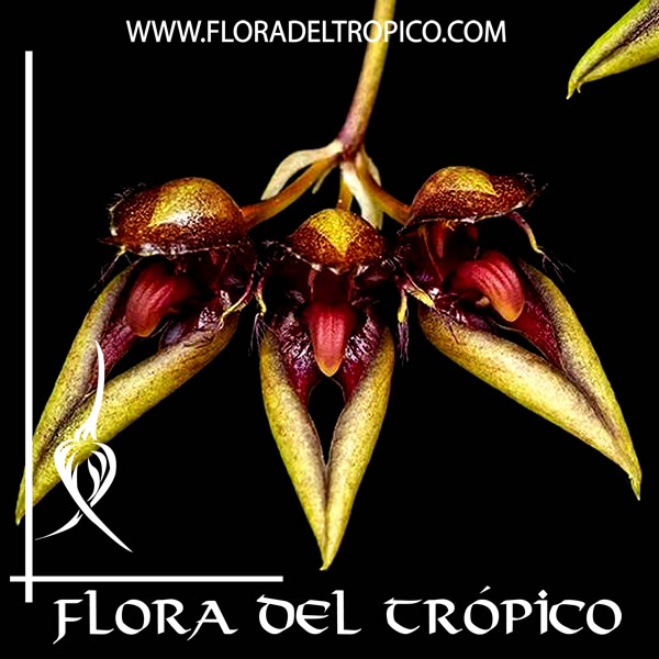 Bulbophyllum pingtungense | FLORA DEL TROPICO – TIENDA –