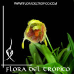 ORQUÍDEAS MINIATURA